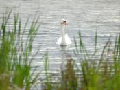 Maaspark Boschmolenplas