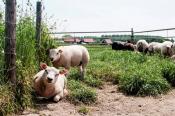 Recreatiepark De Stelhoeve