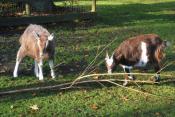 Vakantiepark 't Hooge Holt
