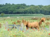 Rcn Vakantiepark De Flaasbloem