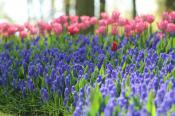 Vakantiepark Duinrust