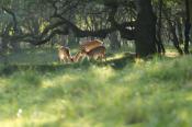 Vakantiepark Duinrust