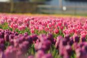 Vakantiepark Duinrust