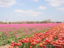 Texelcamping Loodsmansduin